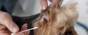 symptomes otite chien