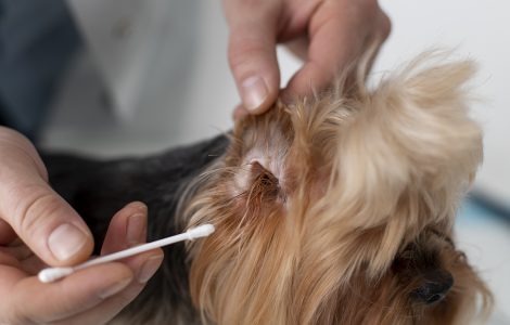 symptomes otite chien